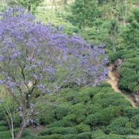 Jacaranda mimosifolia D.Don